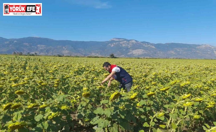 Söke’de 2025 yılı destekleme ürün çalışmaları yapıldı