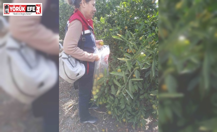 Söke’de hasat öncesi numune alımları yapıldı