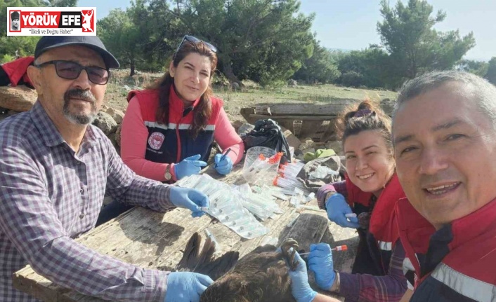 Söke’de kırsal mahallelerdeki tavuklardan kuş gribi numunesi alındı
