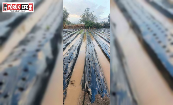 Sultanhisar’da sağanak çilek tarlalarını vurdu