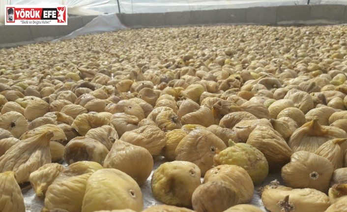 Türkiye’nin milli meyvesi incir, bu yıl üreticisine tat vermedi