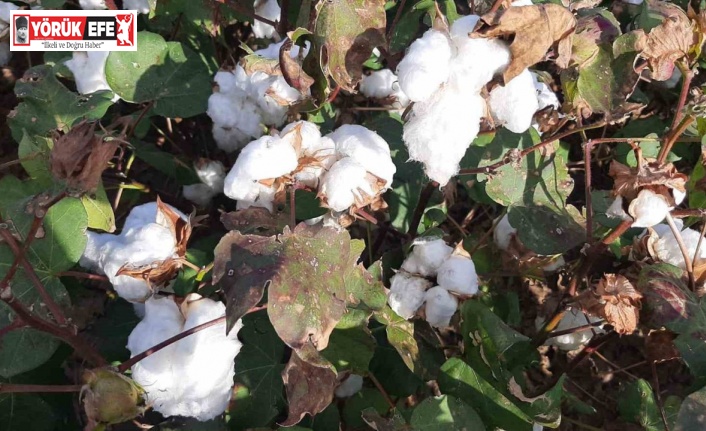 Yağışların pamuk alanlarındaki etkisi yerinde incelendi