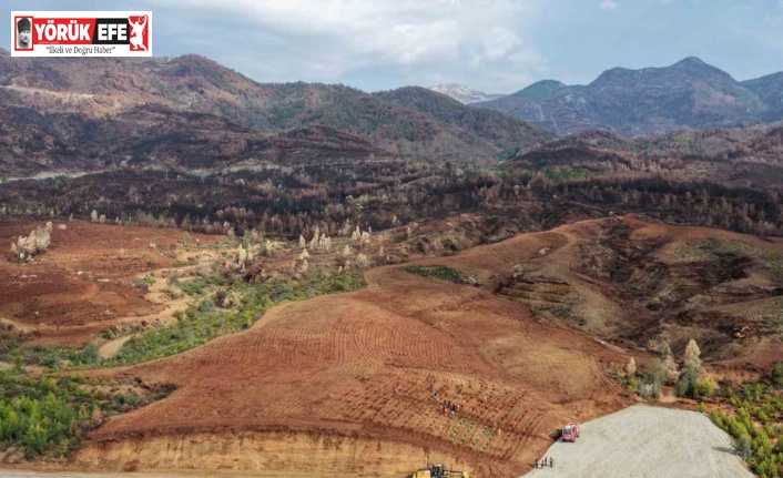 Aydın’da 17 lokasyonda fidan dikilecek