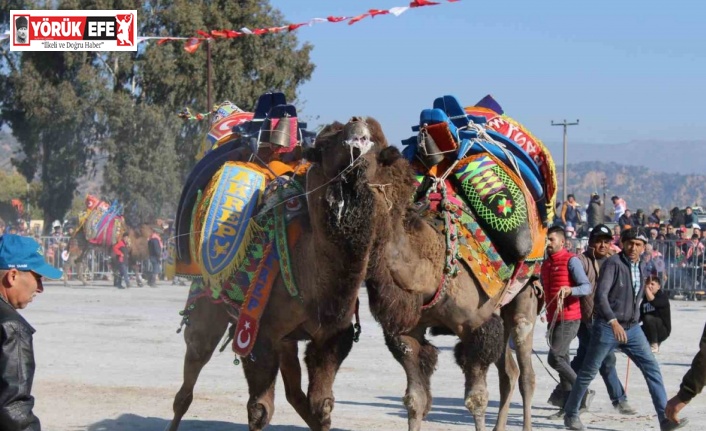 Aydın’da deve güreşleri ertelendi