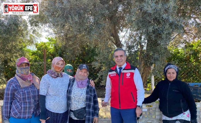 Aydın’da mandalina hasadı başladı