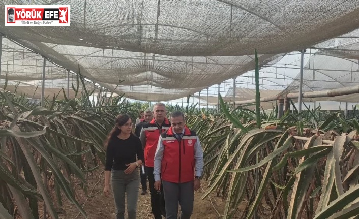 Aydın’da pitaya üretimi genişliyor