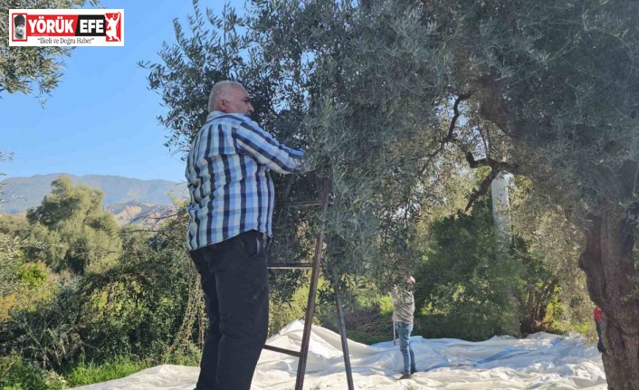 Aydın’da zeytin hasadı sürüyor