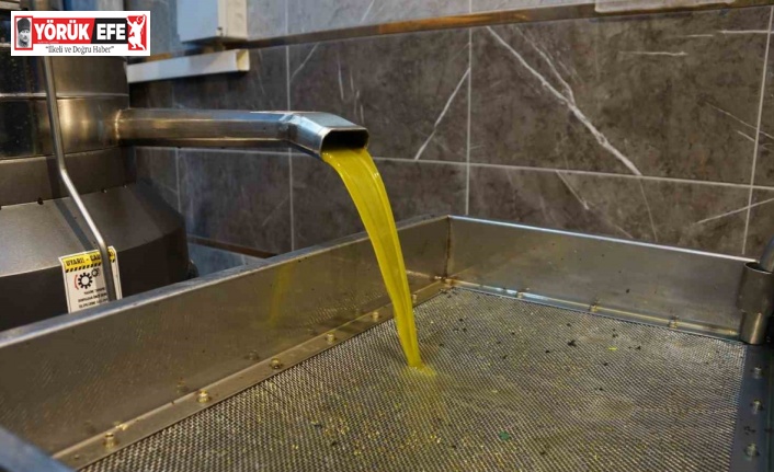 Aydın’da zeytinin yağa dönüşümü başladı