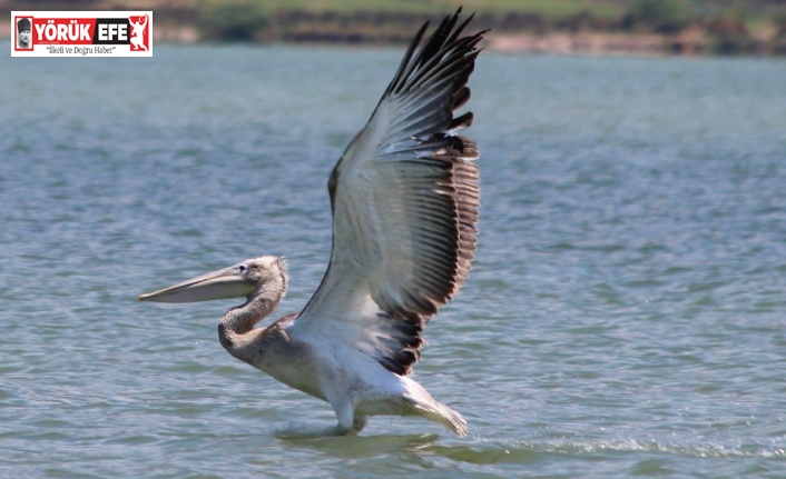 Azap Gölü’nde oltaya takılan tepeli pelikan balıkçıların dikkatiyle kurtuldu