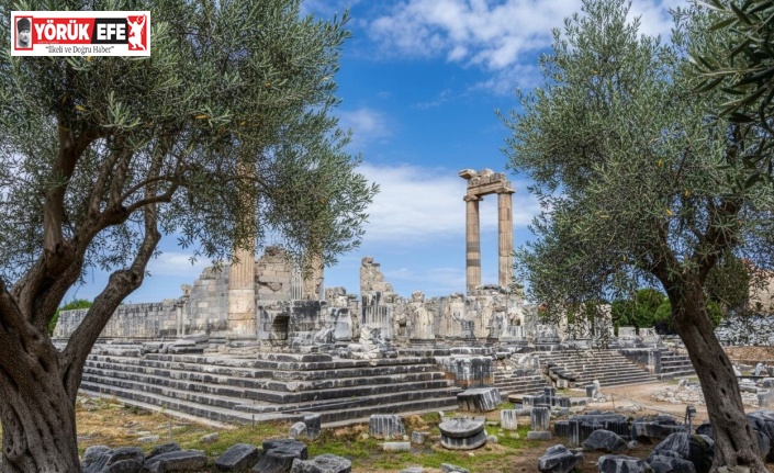 Başkan Gençay: "Zeytin ağacı Didim’in hafızasıdır"