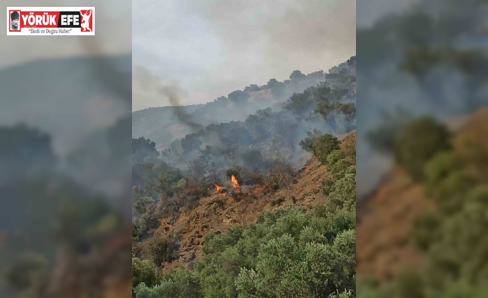 Bozdoğan’da orman yangını