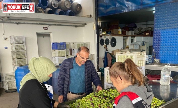 Buharkent’te zeytin rekoltesi ve kalite kontrol çalışmaları sürüyor