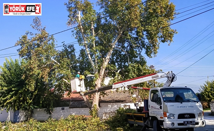 EFELER’DE AĞAÇ BUDAMA ÇALIŞMALARI SÜRÜYOR