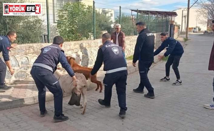 Germencik’te başıboş keçiler toplandı