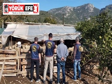 Germencik’te çalınan hayvanlar bulunarak sahibine teslim edildi