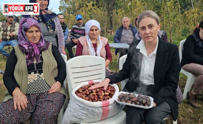 Kaymakam Kan, kestane hasadına katıldı