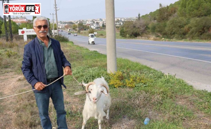 Keçileri ile tatil yapıyor