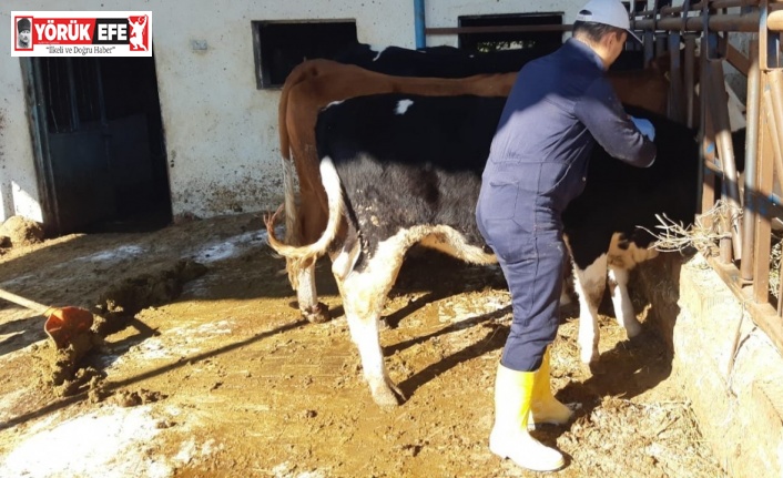 Kuyucak’ta şap alarmı