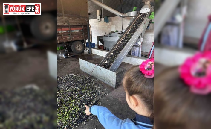 Minikler zeytinin ağaçtan sofraya uzanan serüvenini uygulamalı öğrendi