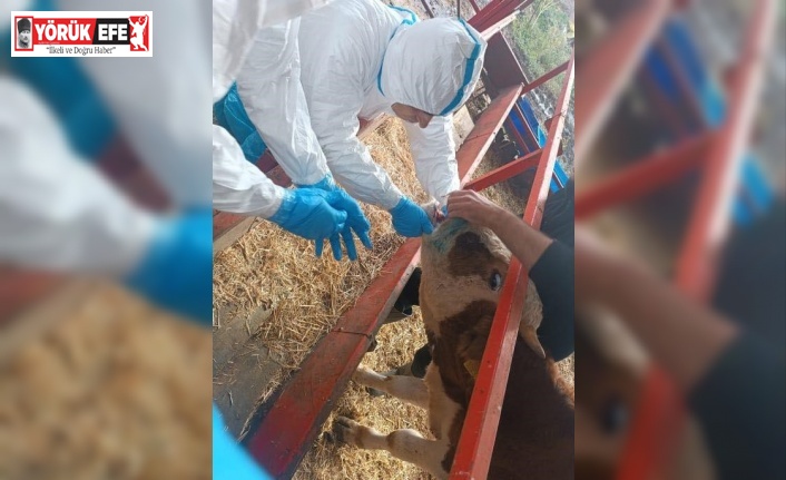 Nazilli’de şap hastalığıyla mücadele sürüyor