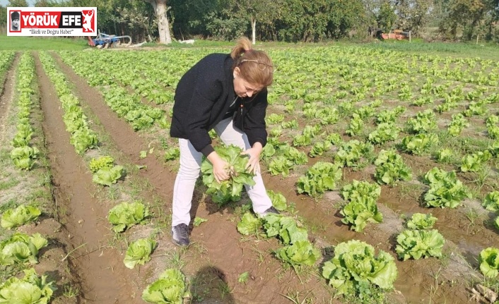 Söke’de gıda güvenliği için marul tarlalarında numune alındı
