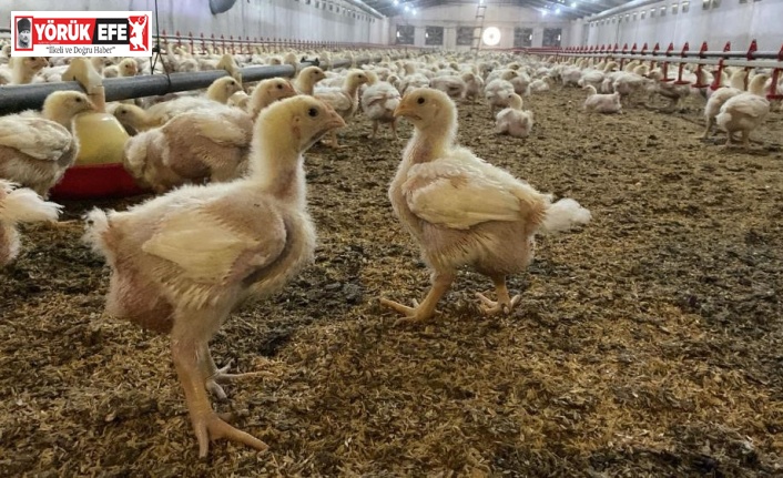 Söke’de üreticilere Kuş Gribi riski uyarısı