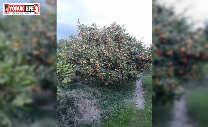 Söke’de zararlı popülasyonunda artış görüldü