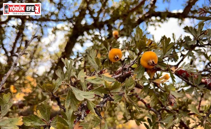 Alıç meyvesine vatandaşlar ilgi gösteriyor