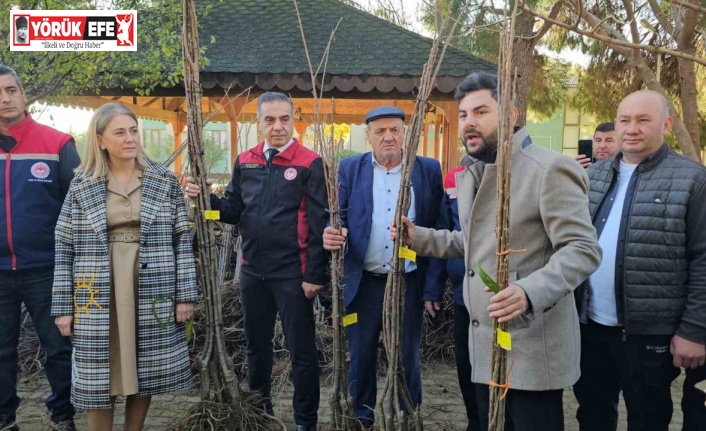 Aydın dağları sağlıklı kestane ağaçlarıyla donatılıyor