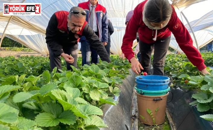 Coğrafi işaretli ’Sultanhisar Çileği’nde hasat sevinci