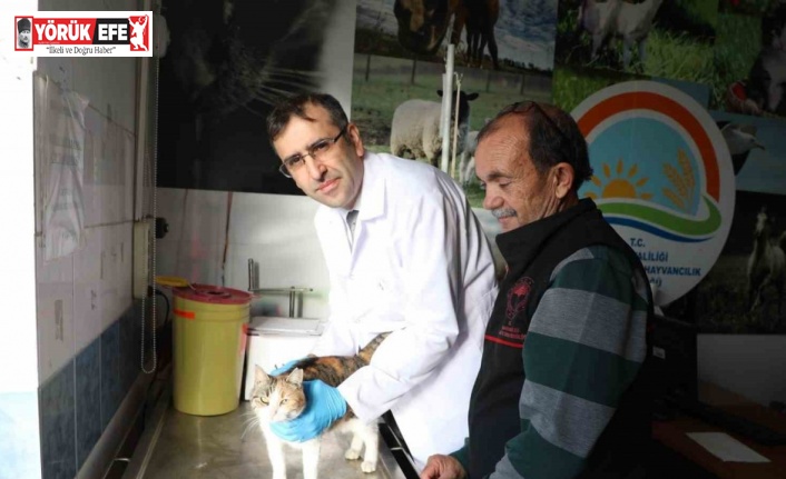 Kedi ve köpeklere mikroçip uyarısı: 31 Aralık son gün