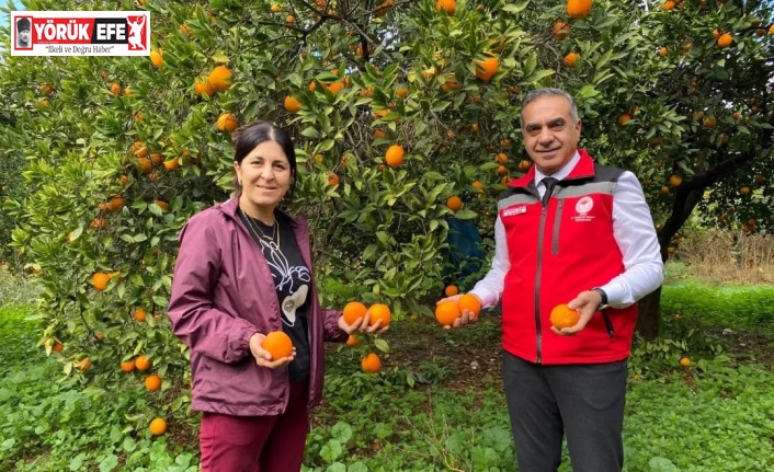 Kuyucak’ta portakal hasadı yapıldı, üreticilere belgeleri teslim edildi
