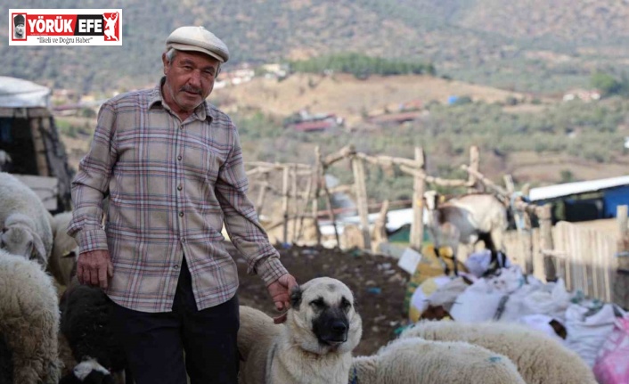 Şap karantinası meraları boşalttı