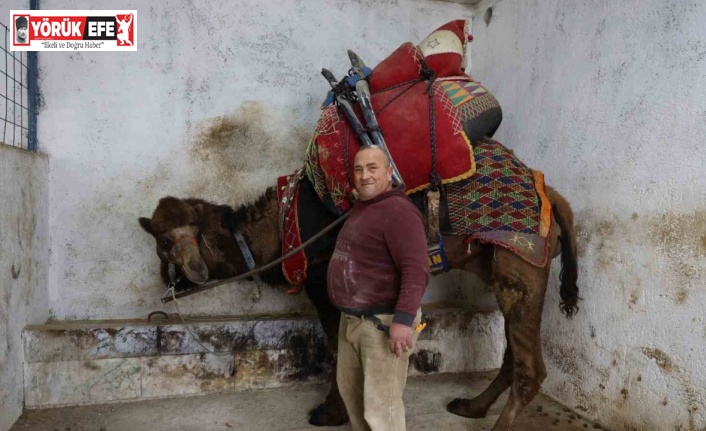 Şap karantinası nedeniyle iptal edilen deve güreşleri sektörde sıkıntıya neden oldu