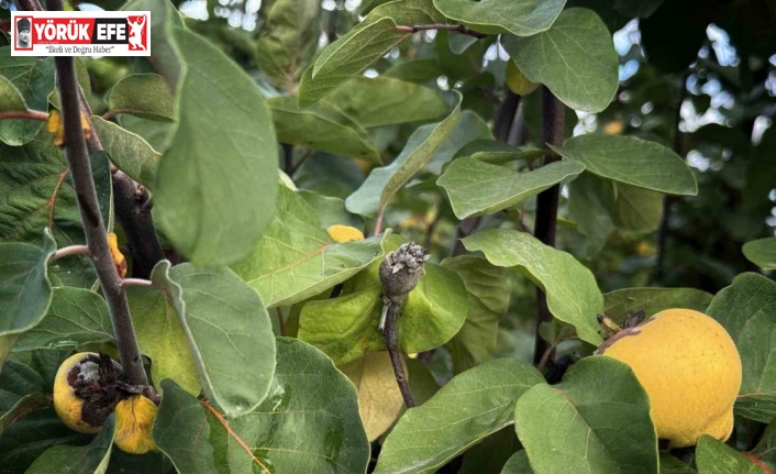 Bir yılda zirai dondan etkilenen üreticilere 54 milyon TL destek yapıldı