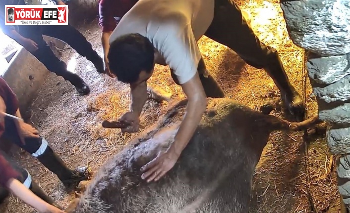 Doğum yapmakta zorlandığı için ekmek bıçağı ile ameliyat edilip sezaryen yapılan inek telef oldu