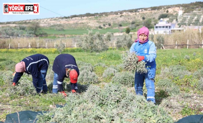Didim’de ada çayı hasadı yapıldı