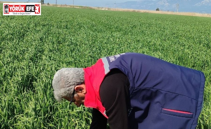 Didim’de hububat ekili araziler temiz çıktı