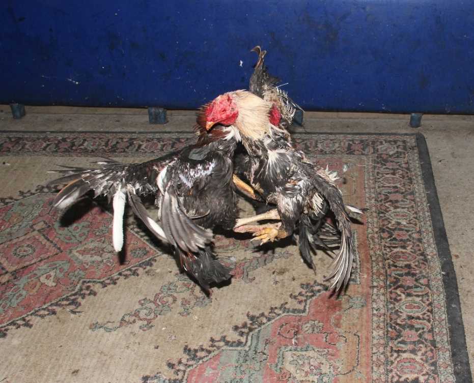 Aydın’Da Horoz Dövüştüren Kişilere Ceza Yağdı 