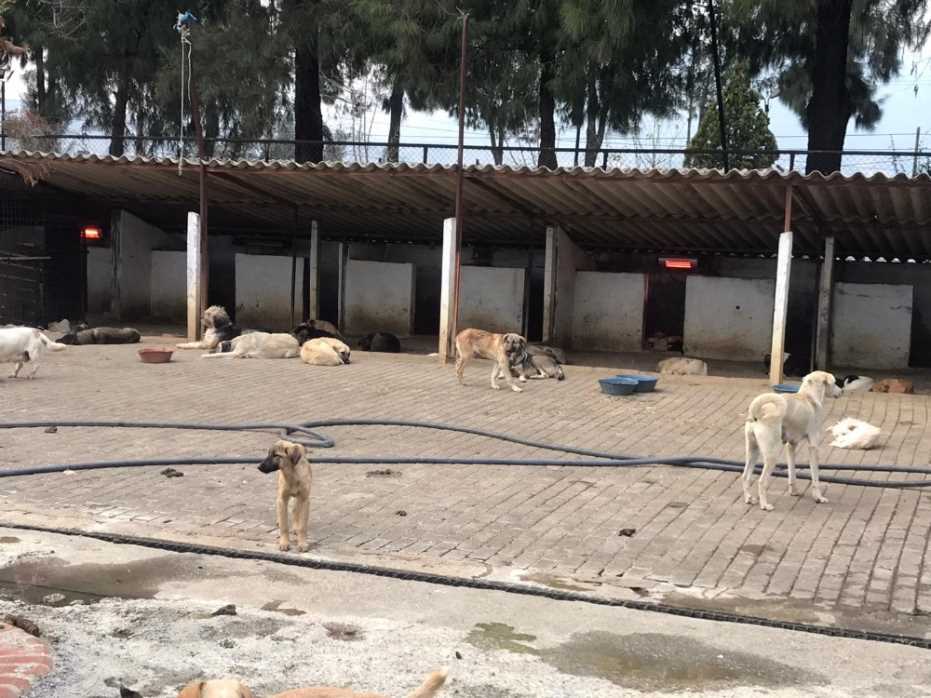 Aydın’Da Sokak Hayvanları Artık Üşümeyecek 