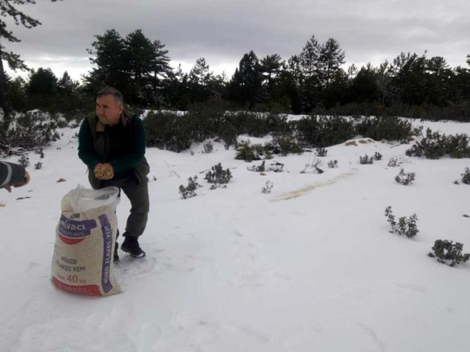 Aydın’Da Yaban Hayvanları İçin Dağlık Alanlara Yem Bırakıldı 