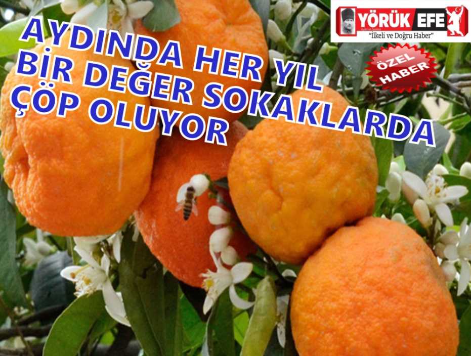 AYDINDA HER YIL BİR DEĞER SOKAKLARDA ÇÖP OLUYOR