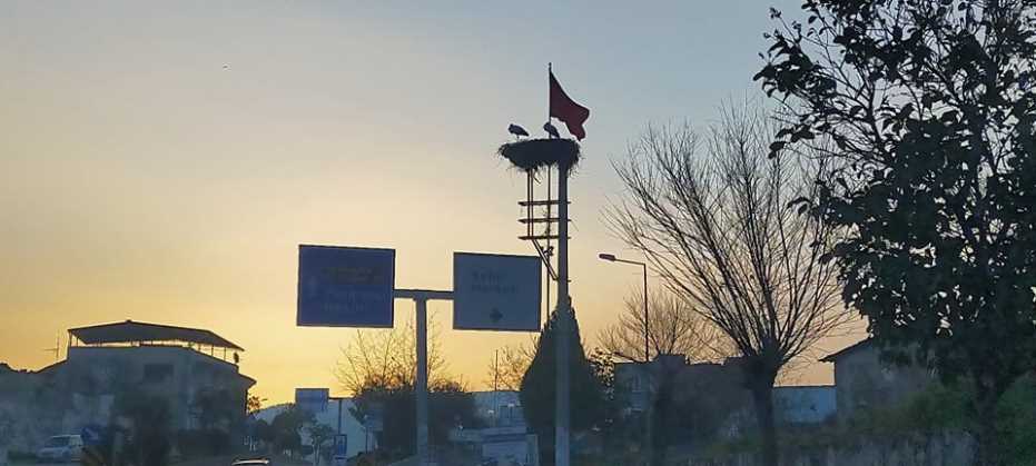 Baharın Müjdecisi Leylekler Aydın’A Gelmeye Başladı 