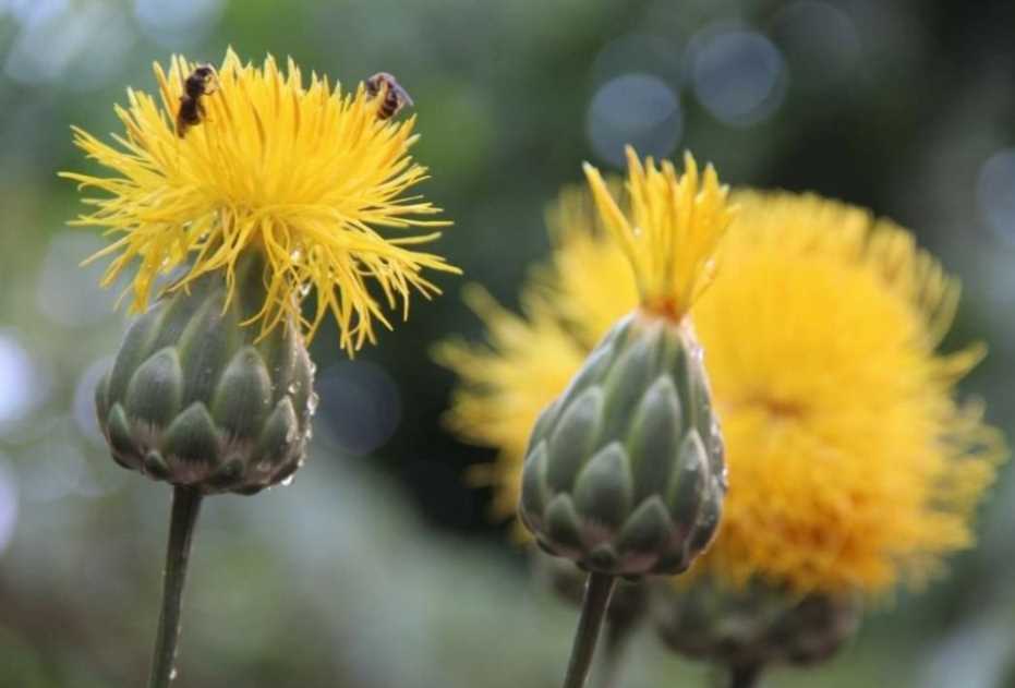 Kuşadası’Nda 17 Kök ’Tülüşah’ Korumaya Alındı 