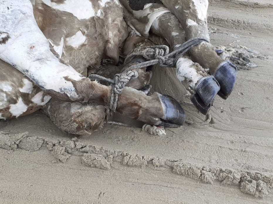 Kuşadası’Nda Denizden Bacakları Bağlı Boğazı Ve Kulağı Kesilmiş Sığır Çıktı 
