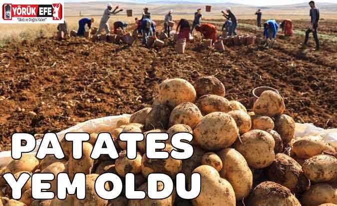 PATATES YEM OLDU