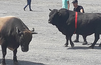 GELENEKSEL BOĞA GÜREŞİ FESTİVALİNE BÜYÜK İLGİ