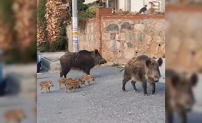 Kuşadası Kaymakamlığından yaban domuzu uyarısı: quot;Evcil hayvan gibi beslenmesi yasaklandıquot;