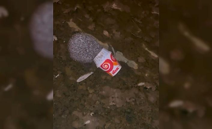 Dondurma kutusuna kafası sıkışan kirpiyi itfaiye kurtardı
