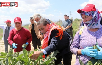 Efelerli Kadınların Emeğiyle”Çanak Enginarlar Tüketiciyle Buluşuyor”